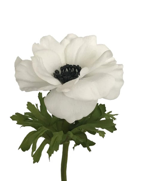Real Touch Anemone White MINOR STAINS