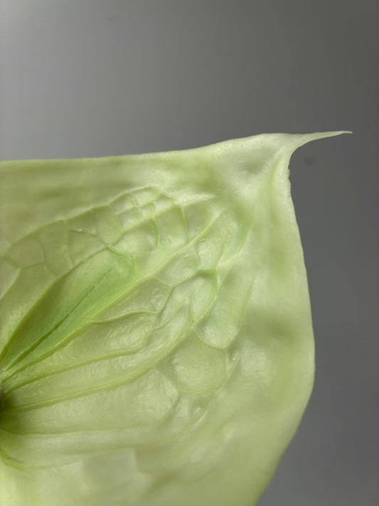 Real Touch Artificial Anthurium Soft Lime