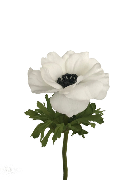 artificial anemone white