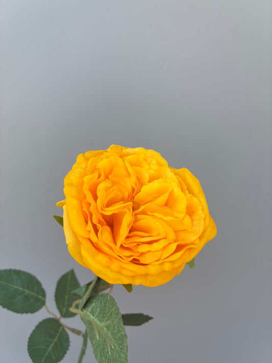 Real Touch David Austin Rose Yellow