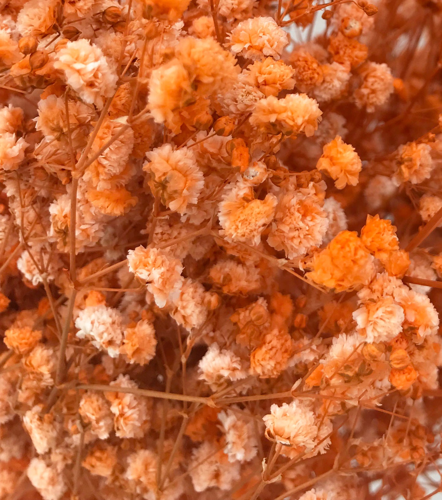 artificial babies breath orange closeup