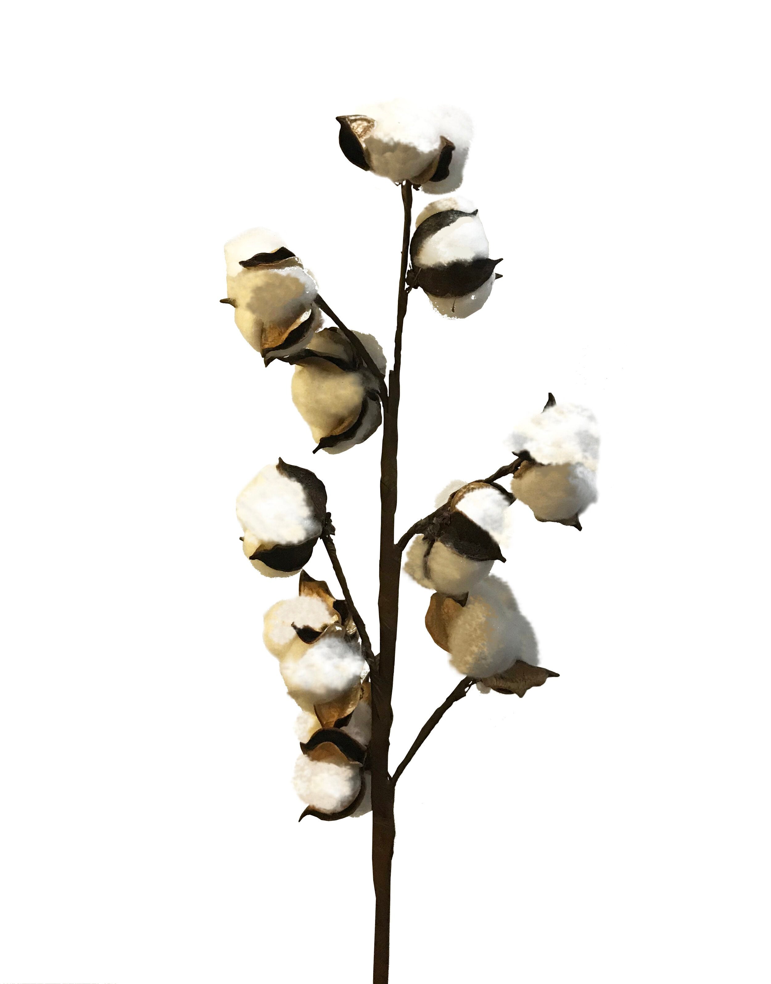 Cotton Blooms