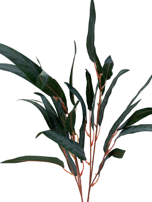 Branche de gomme d'eucalyptus