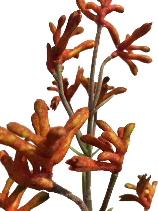 artificial kangaroo paw