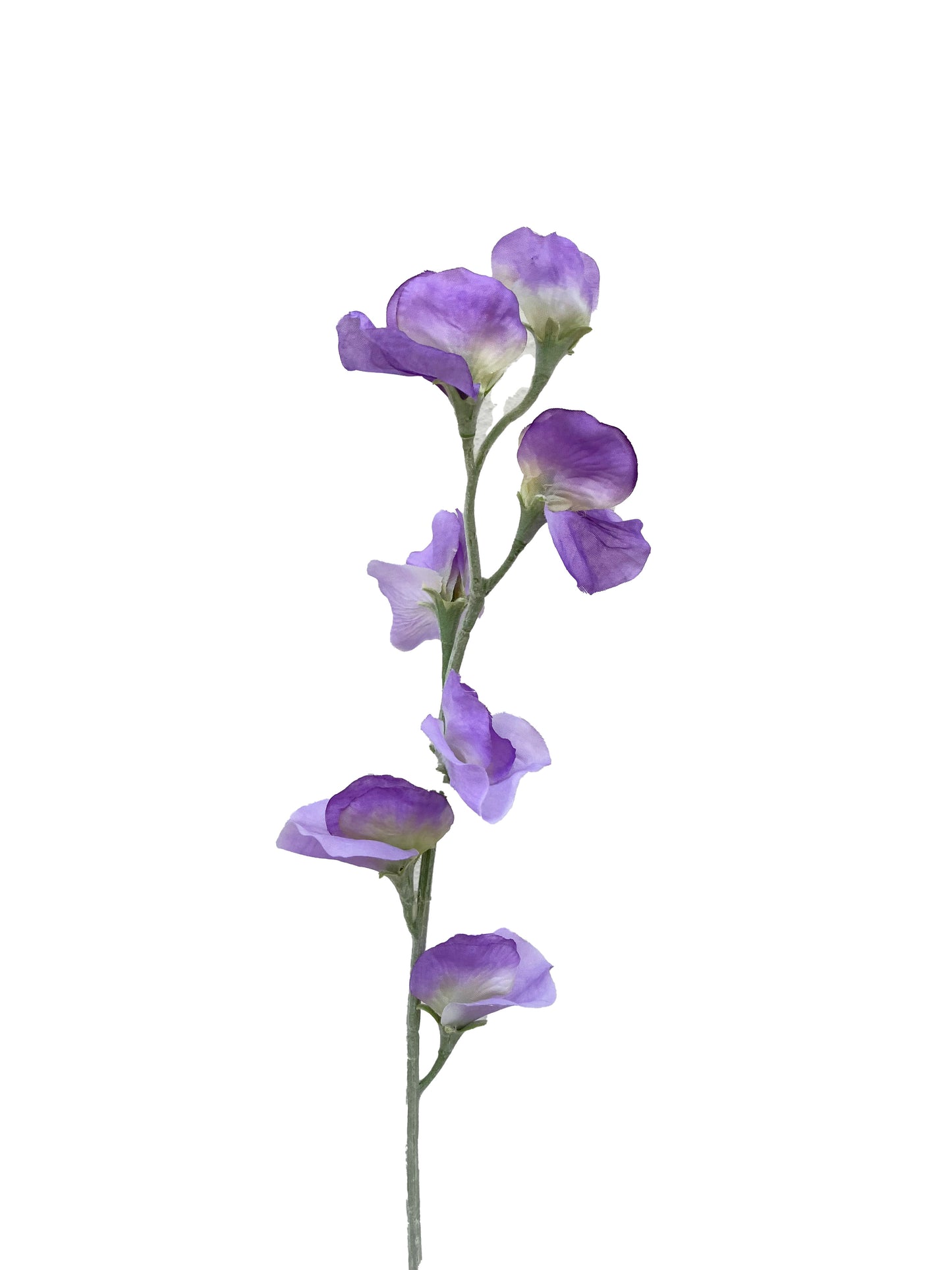 Pois de senteur artificiel violet