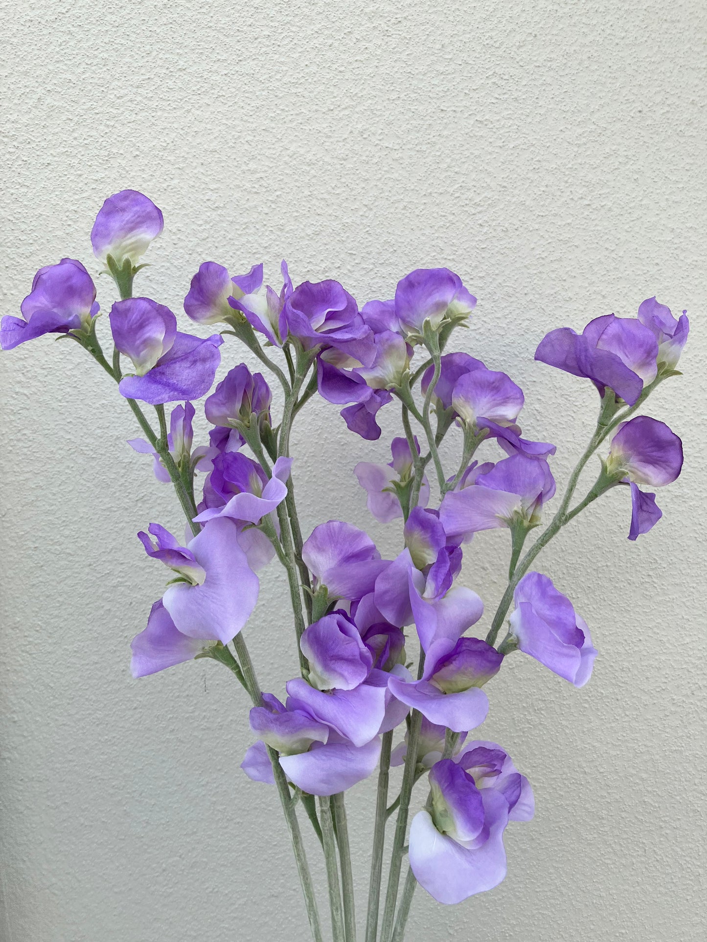 Pois de senteur artificiel violet