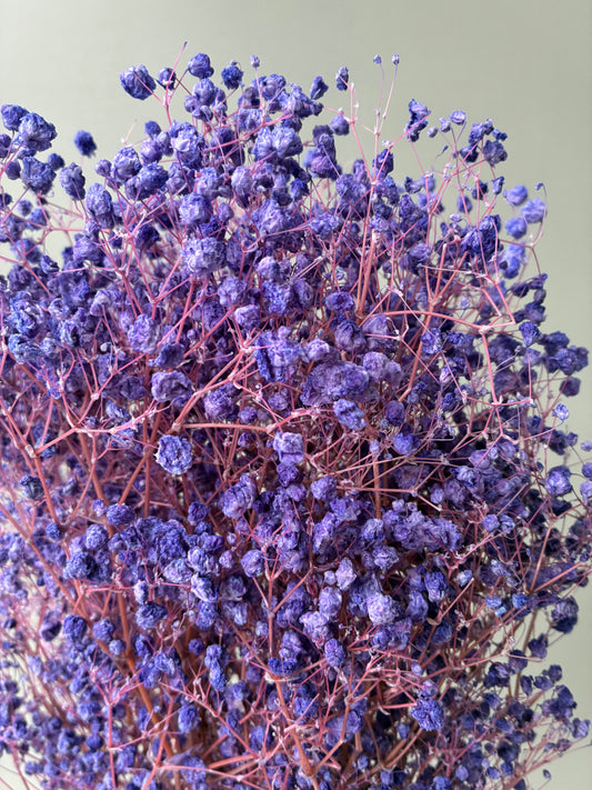 Dried Baby Breath Bleached Purple