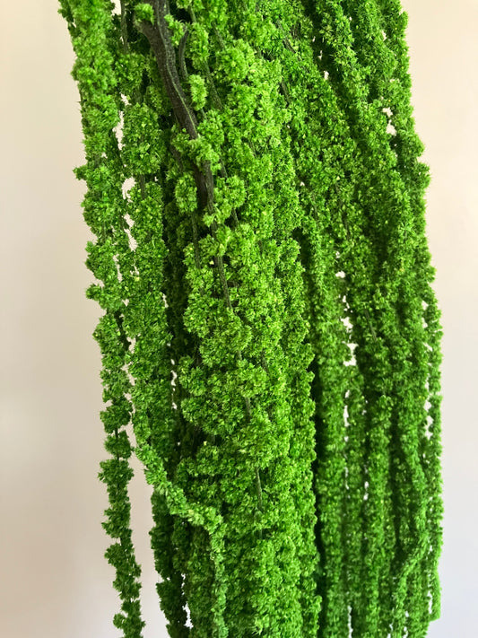 Vert amarante séché