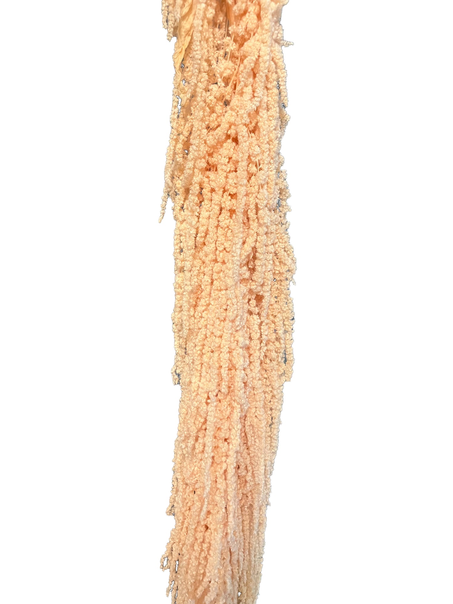 Dried Amaranthus Apricot