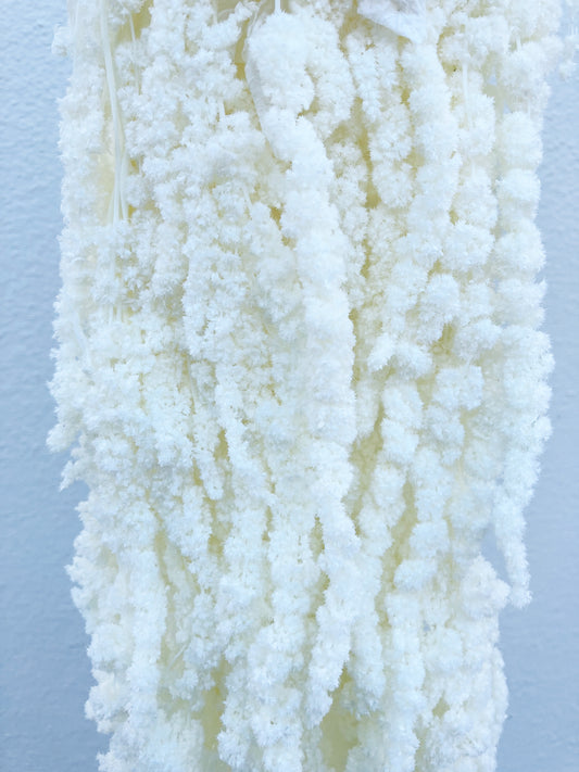 Dried Amaranthus White