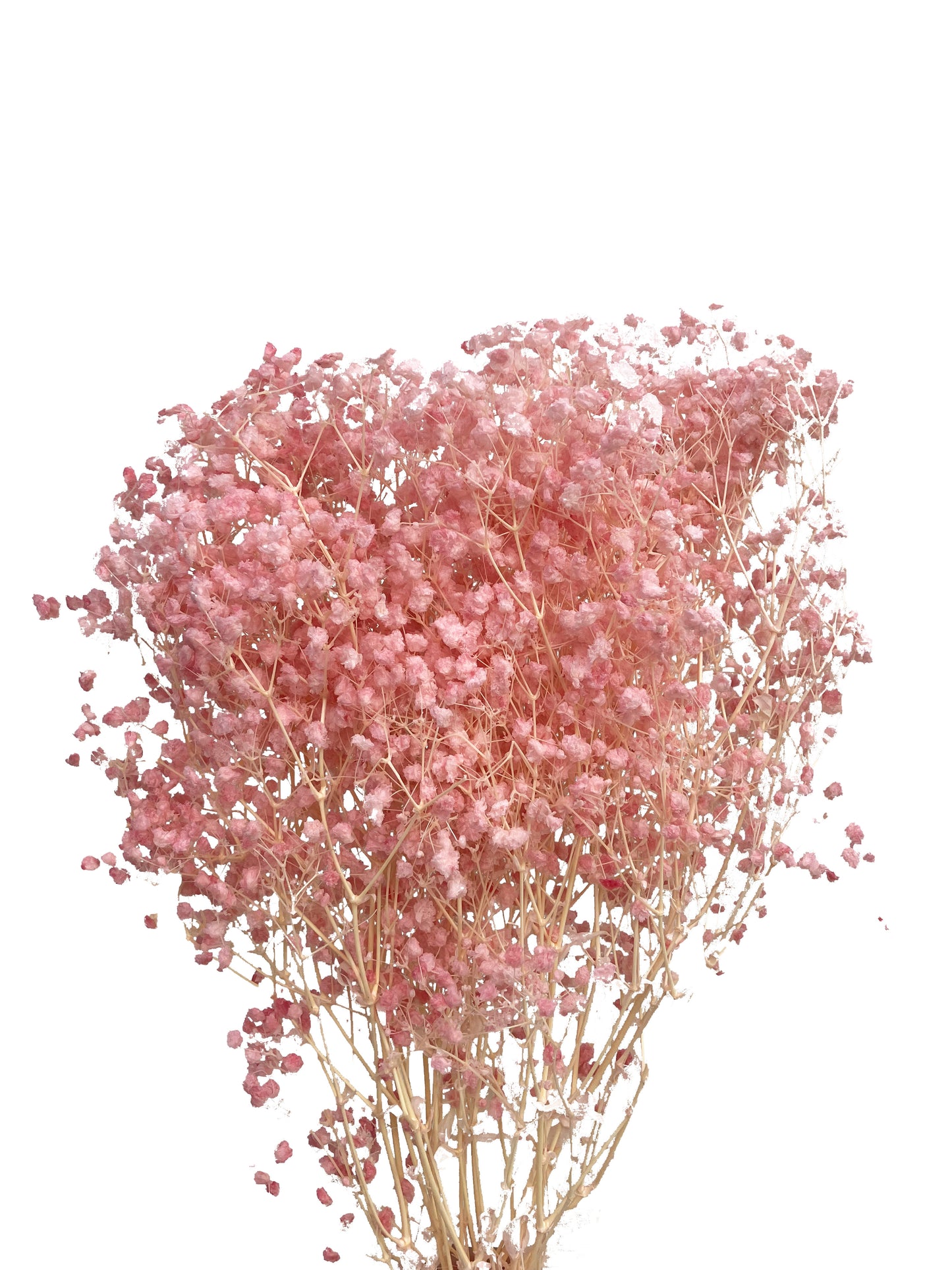 Dried Baby Breath Bleached Light Pink
