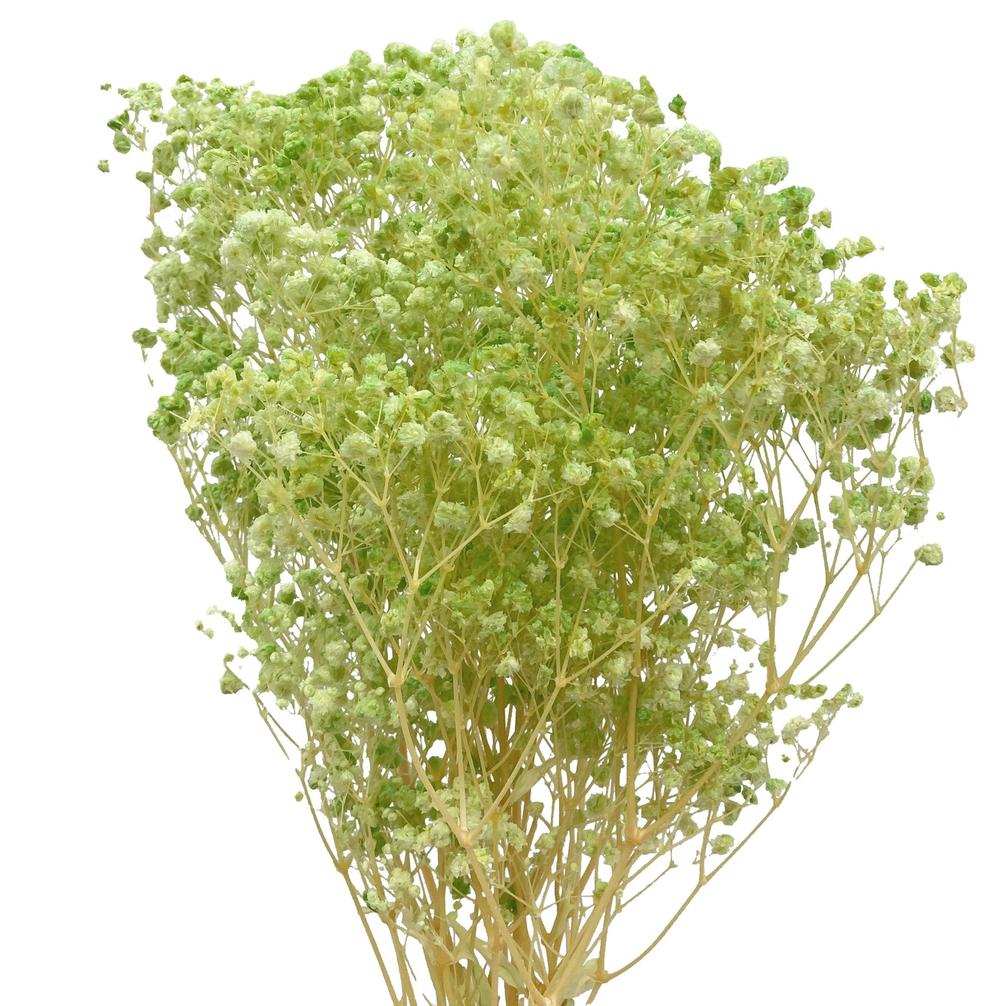 presevred baby breath lime green