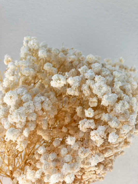 Dried Baby's Breath Natural