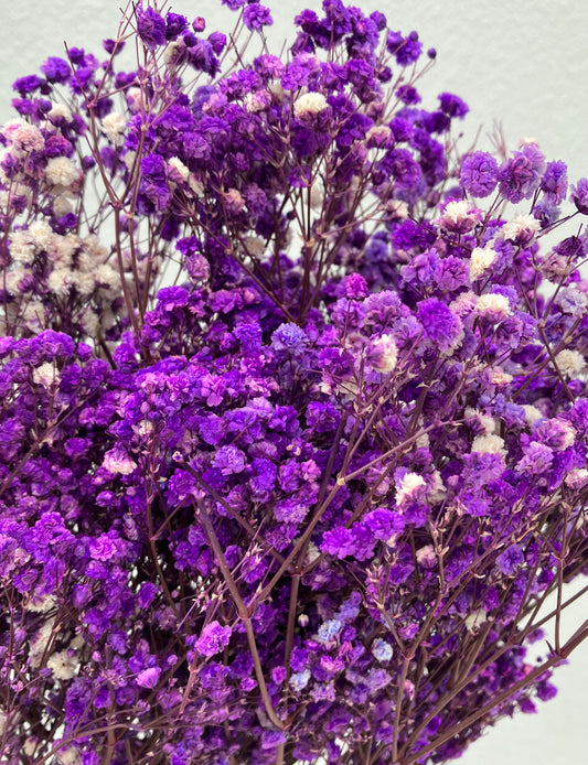 Souffle de bébé séché violet foncé