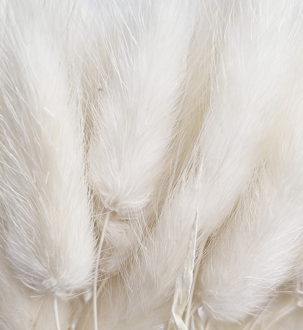 Dried Bunny Tails White