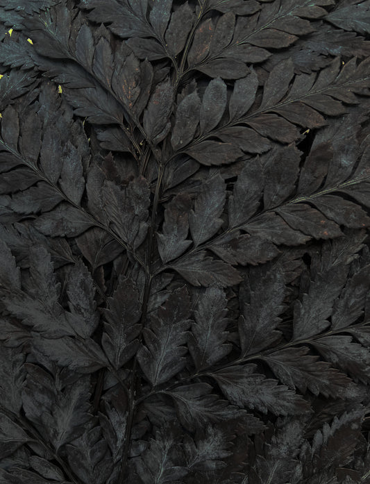 Dried Fern pack Black