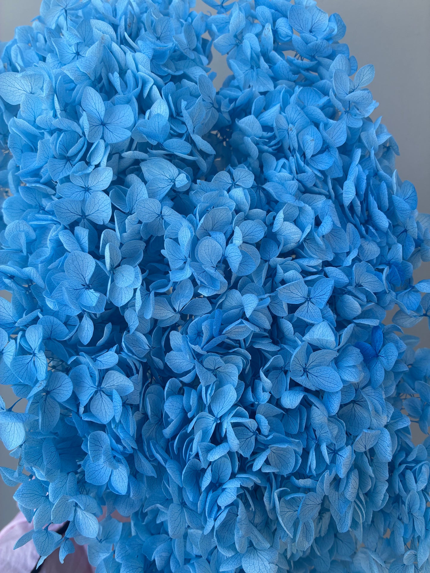 Dried hydrangea Sky Blue