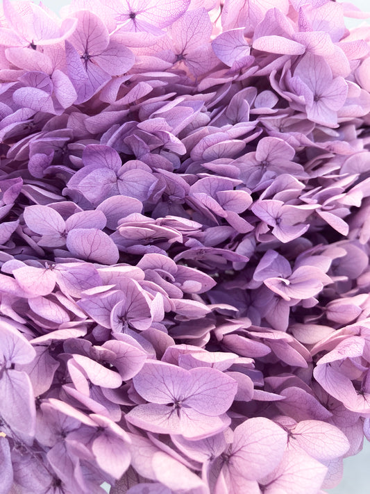 Dried Hydrangea Lilac