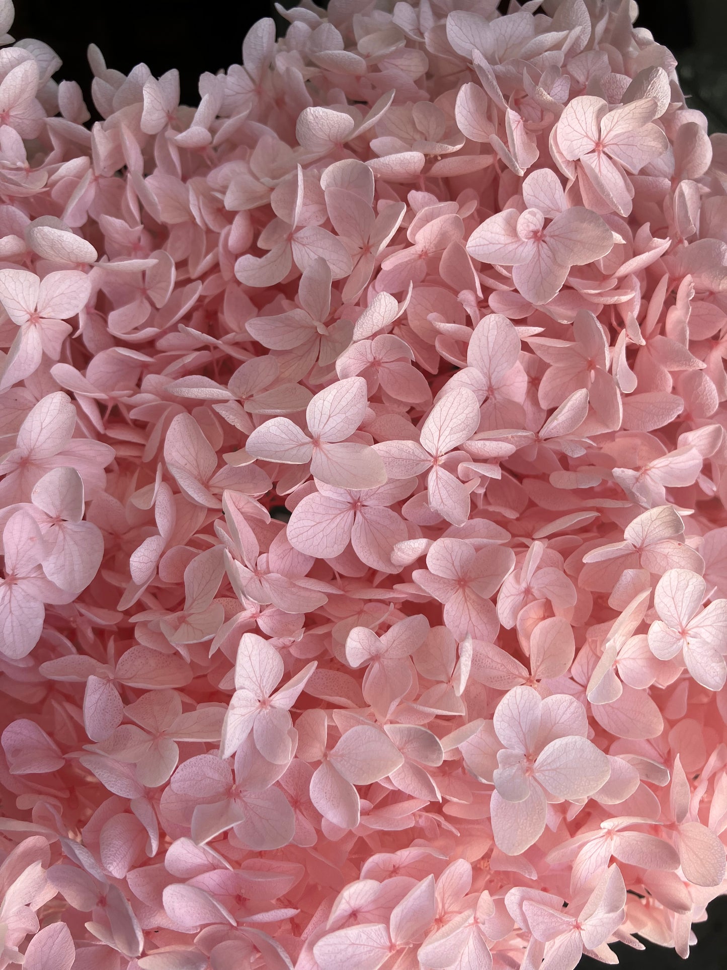 Dried Hydrangea Pale Pink