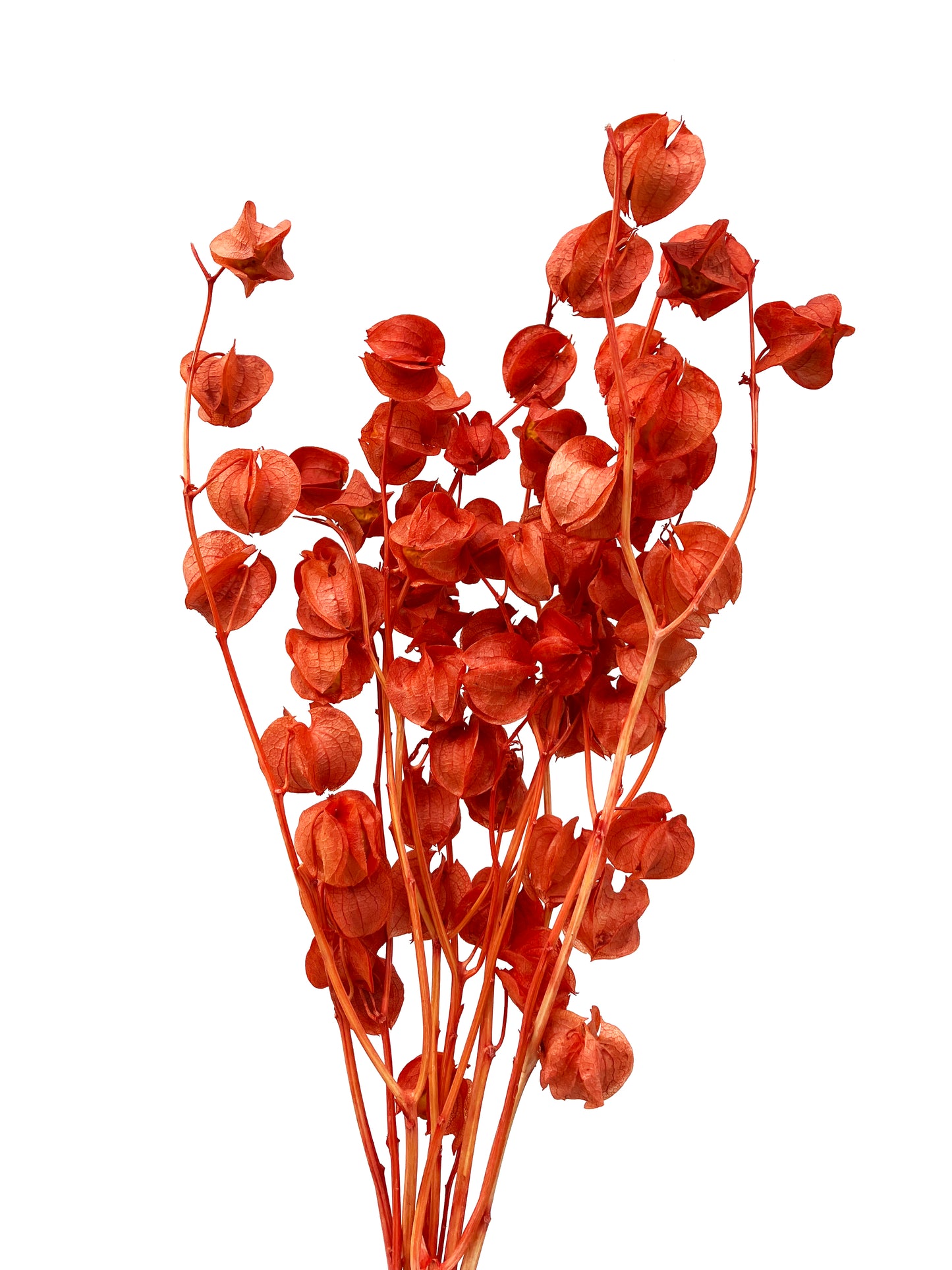 Dried Lantern Flower Orange