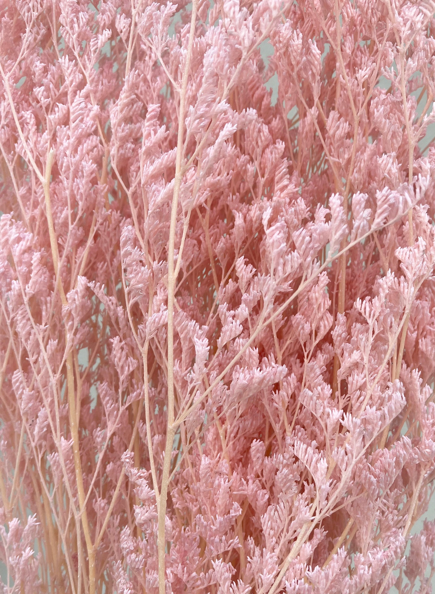 Limonio seco rosa