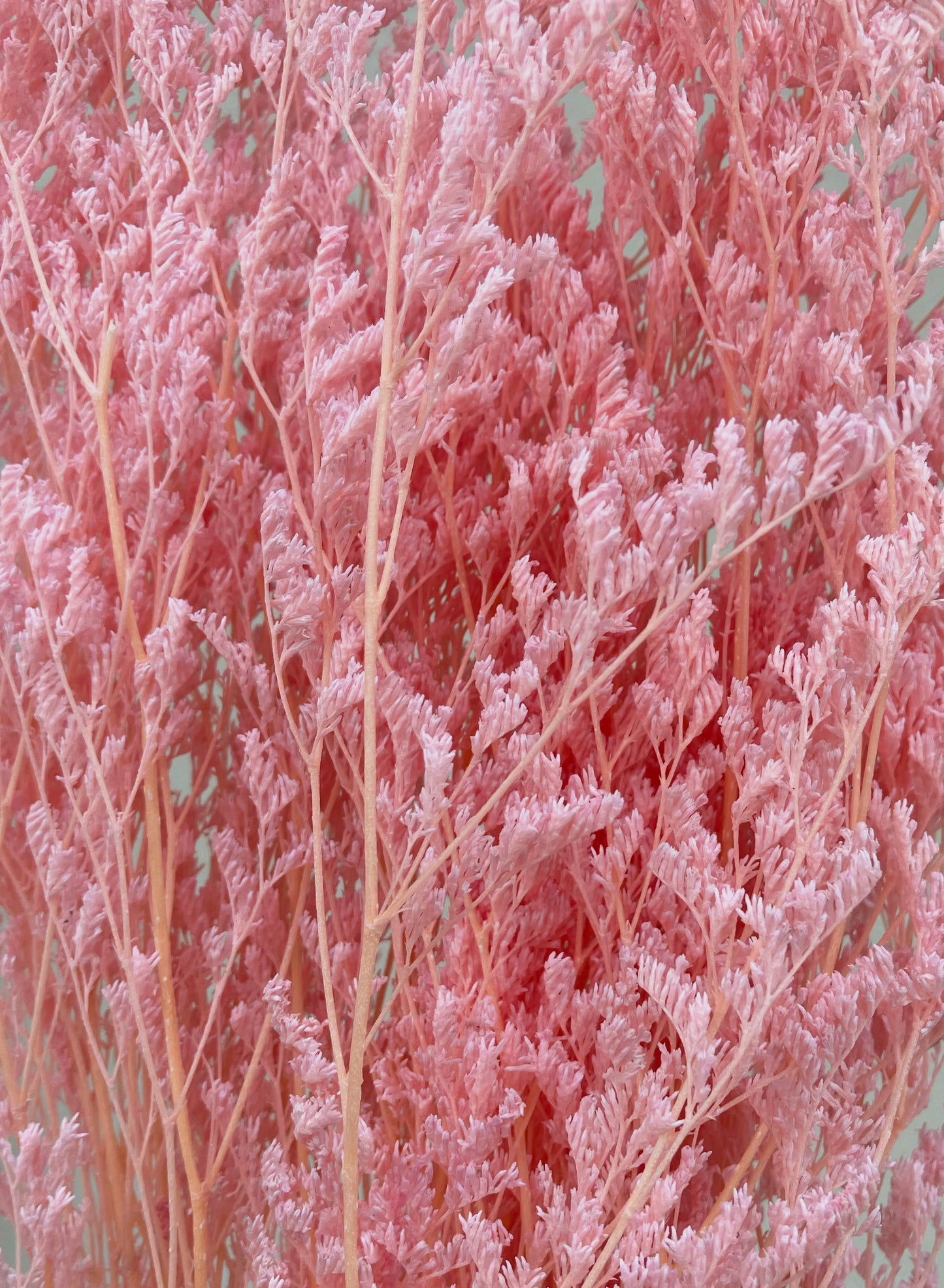 Dried Limonium Pink