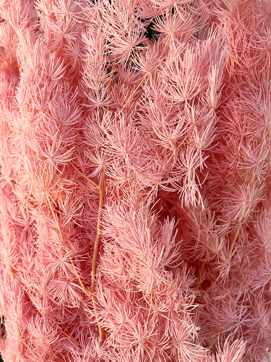 Fougère Ming séchée rose clair