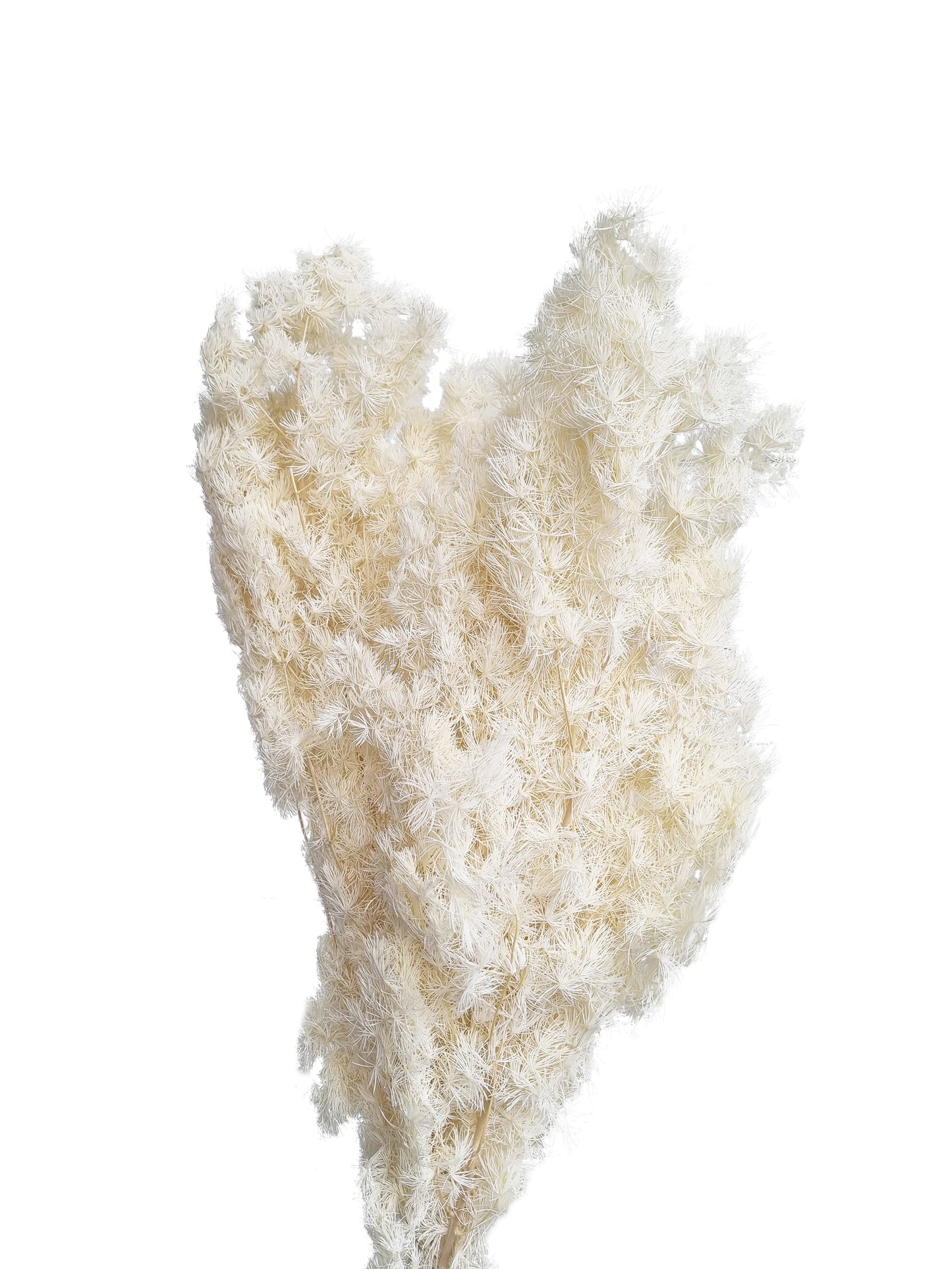 Dried Ming Fern White