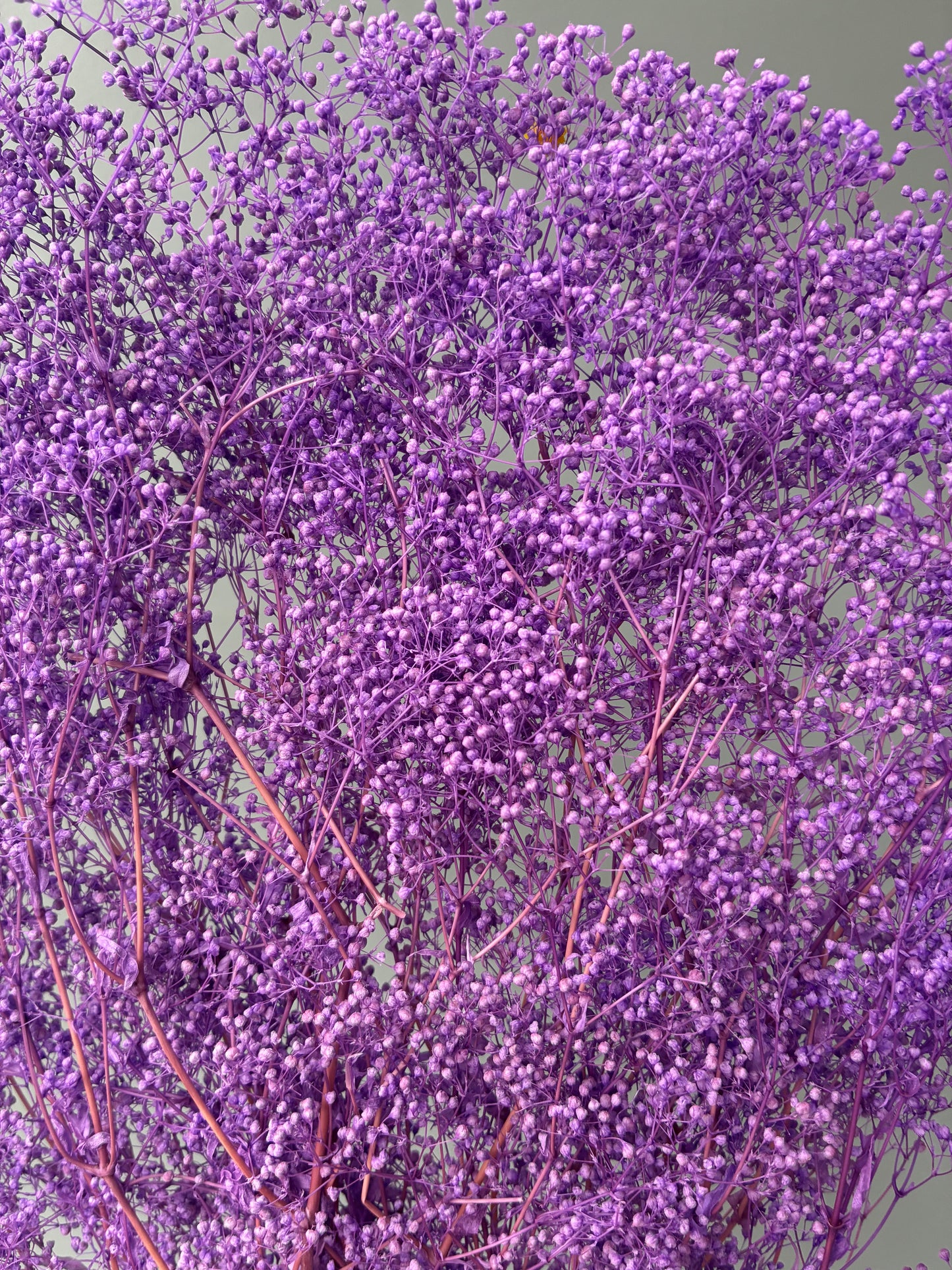 Bleached MINI Baby Breath Purple