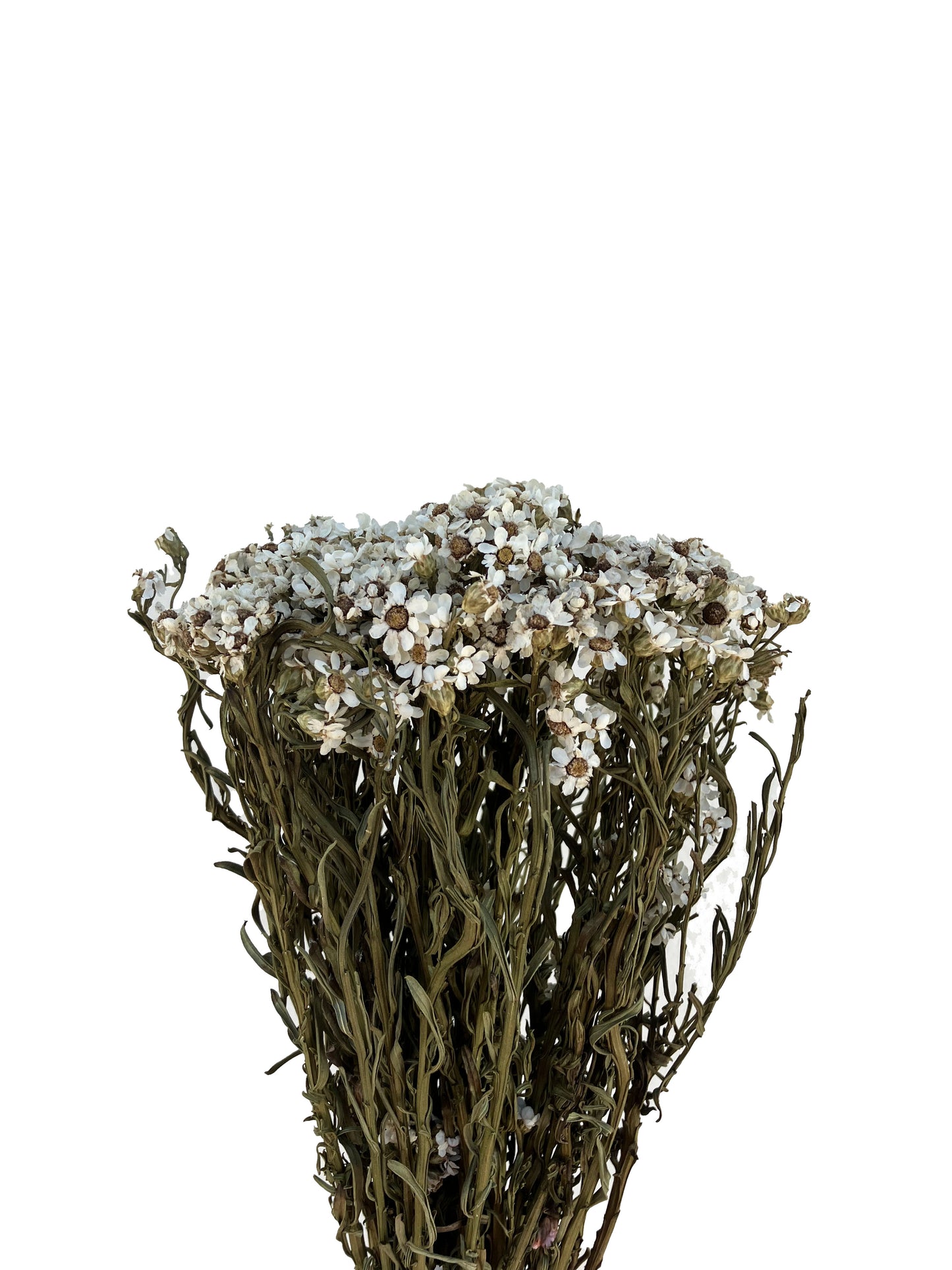 Dried Daisies Mini White