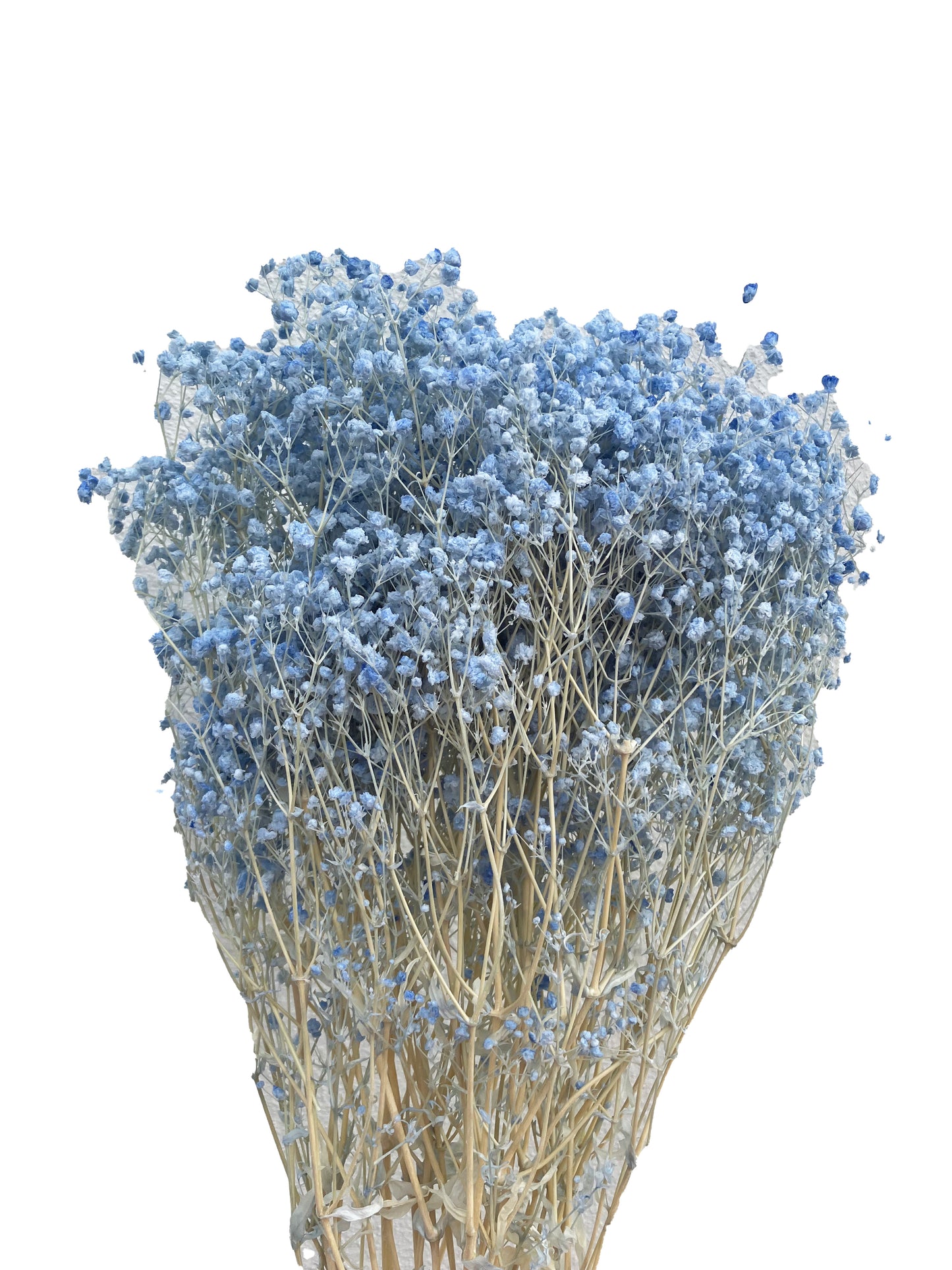 Dried Baby Breath Bleached Light Blue