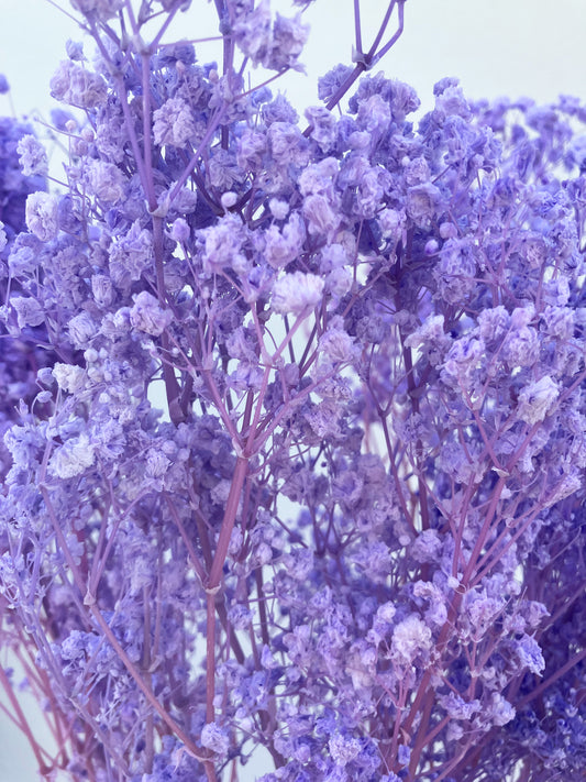 Dried Baby Breath Bleached Purple