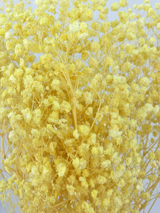 Dried Bleached Baby Breath Yellow