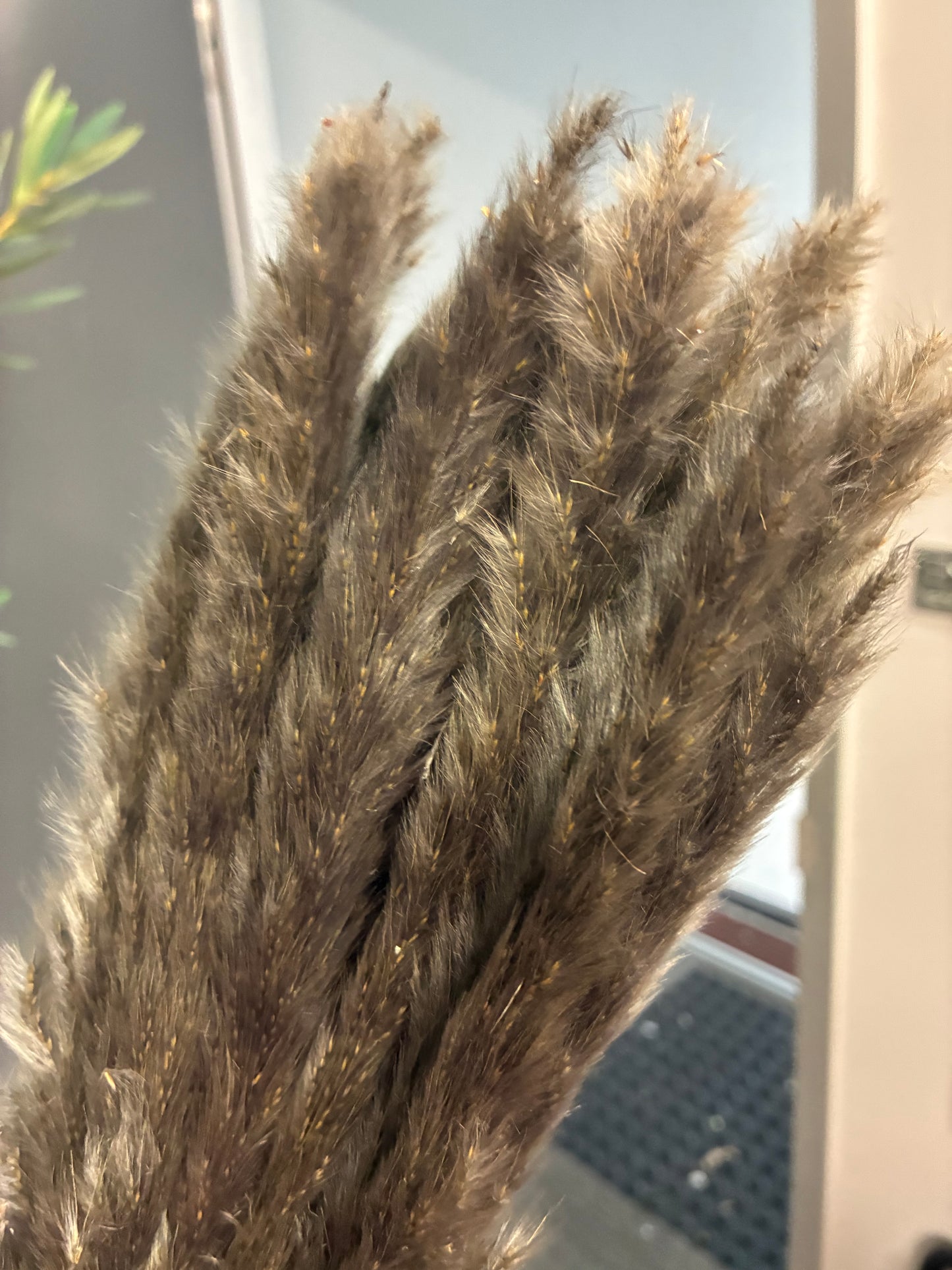 Dried Preserved Warm Charcoal coloured small fluffy Grass