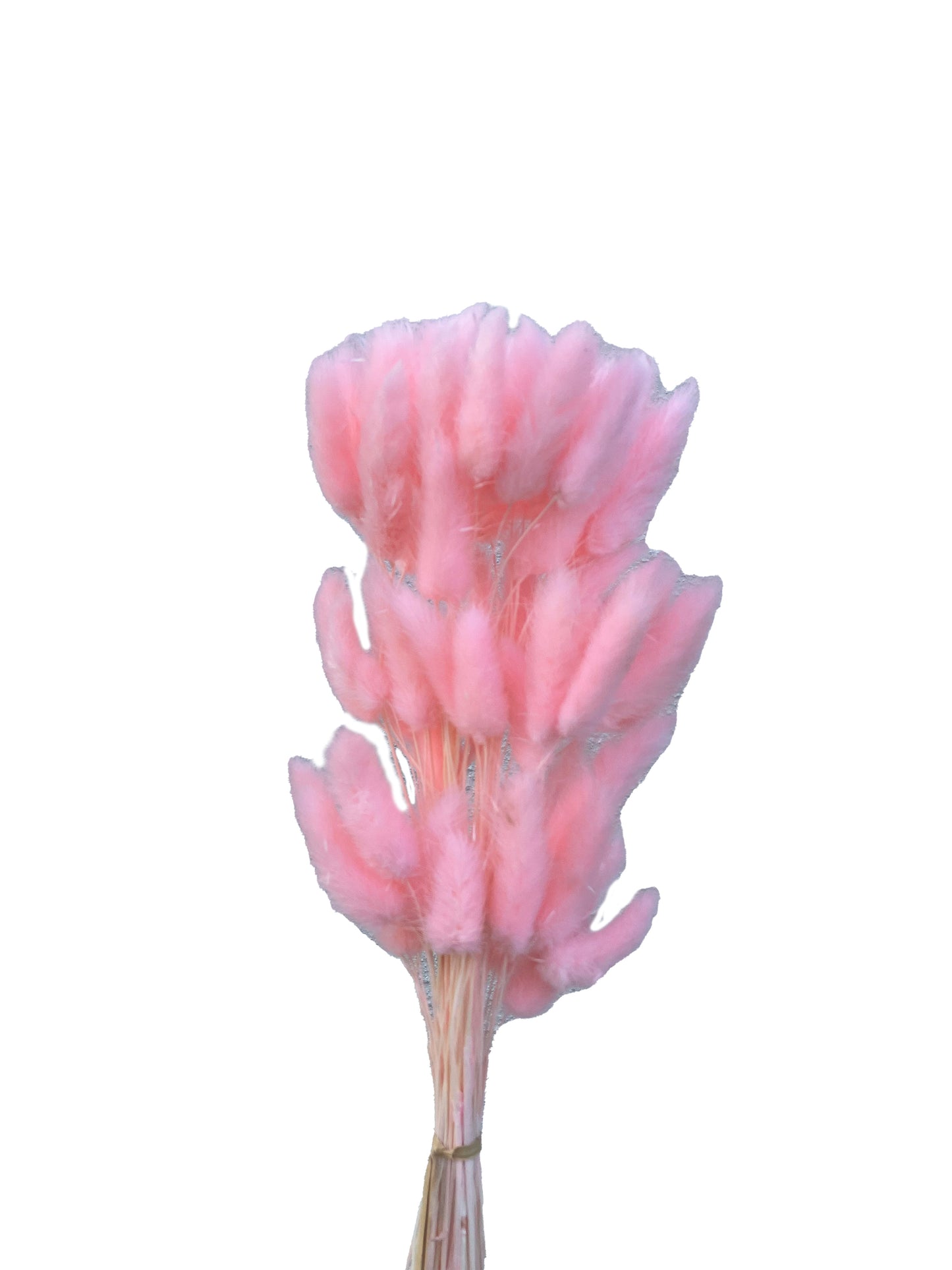 Dried bunny tails Pink