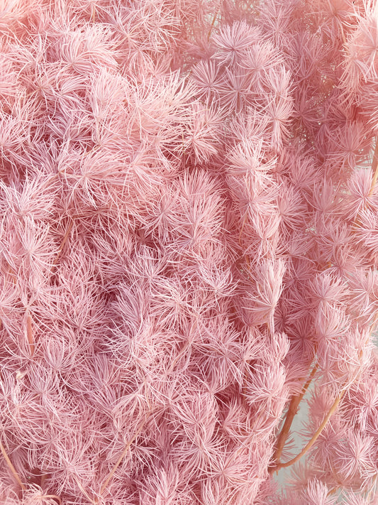 Dried Ming Fern Light Pink