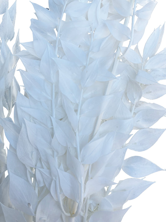 Dried Ruscus White Italian