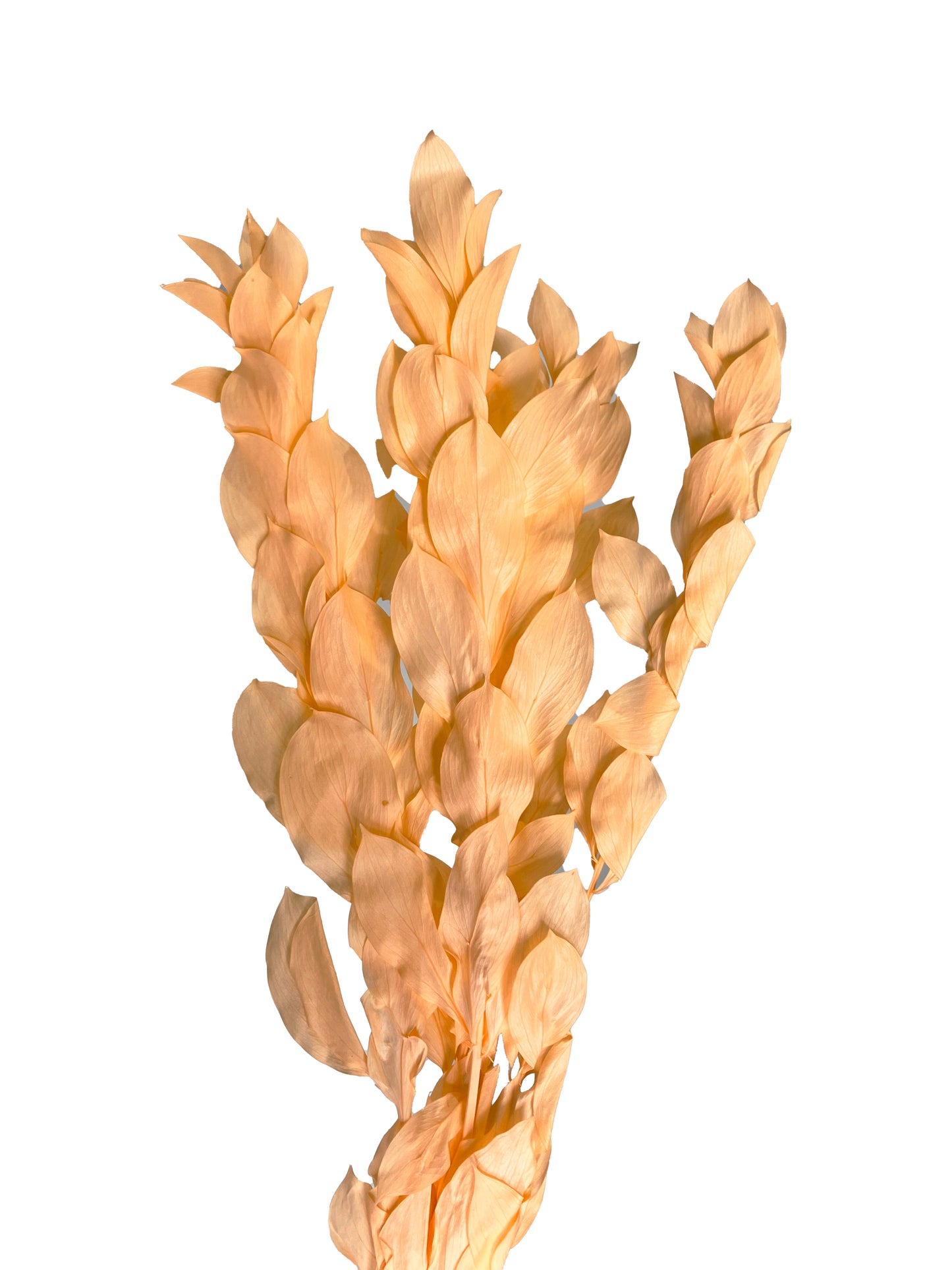 Dried Ruscus Israeli Apricot Peach