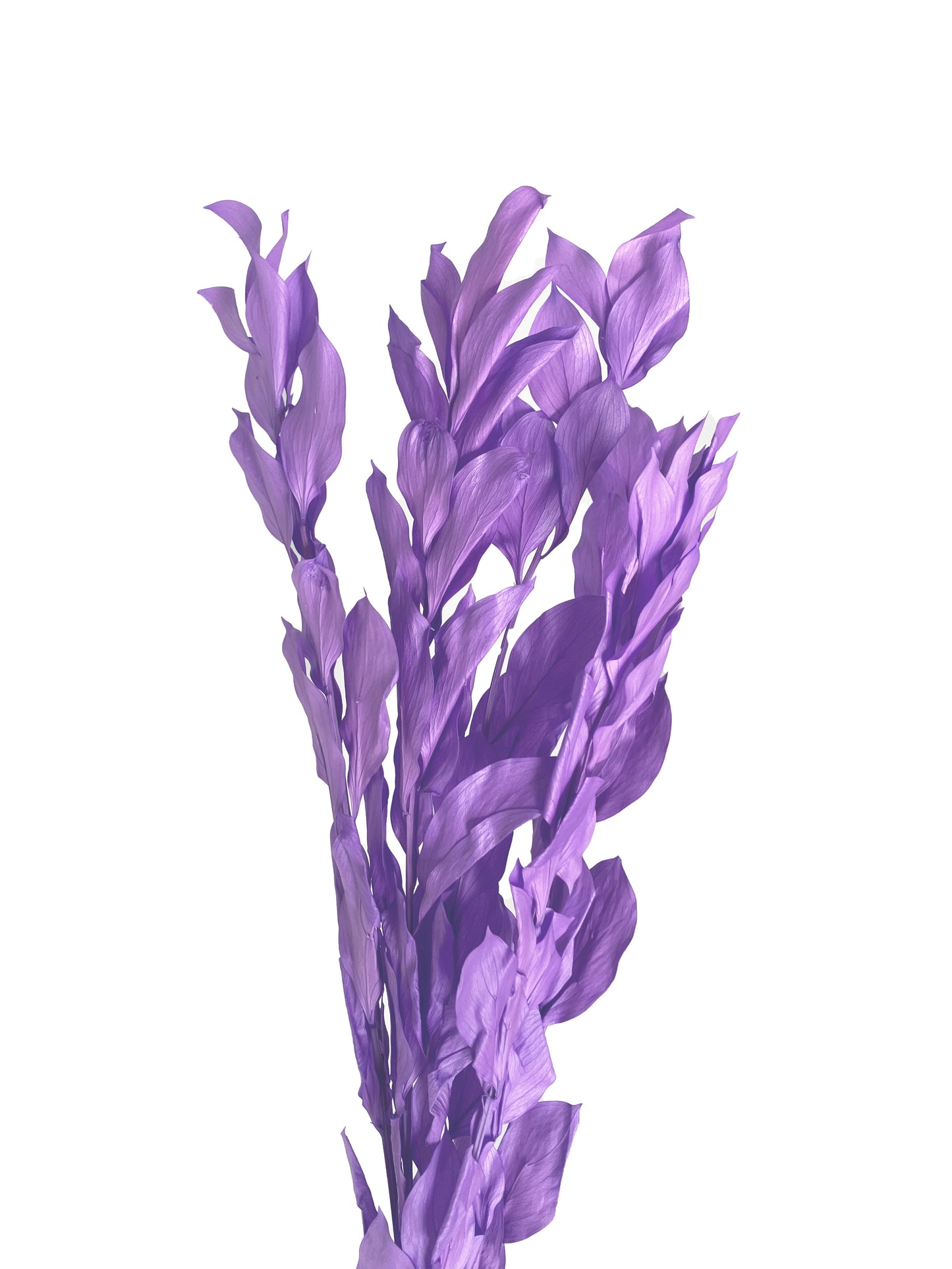 dried preserved ruscus purple
