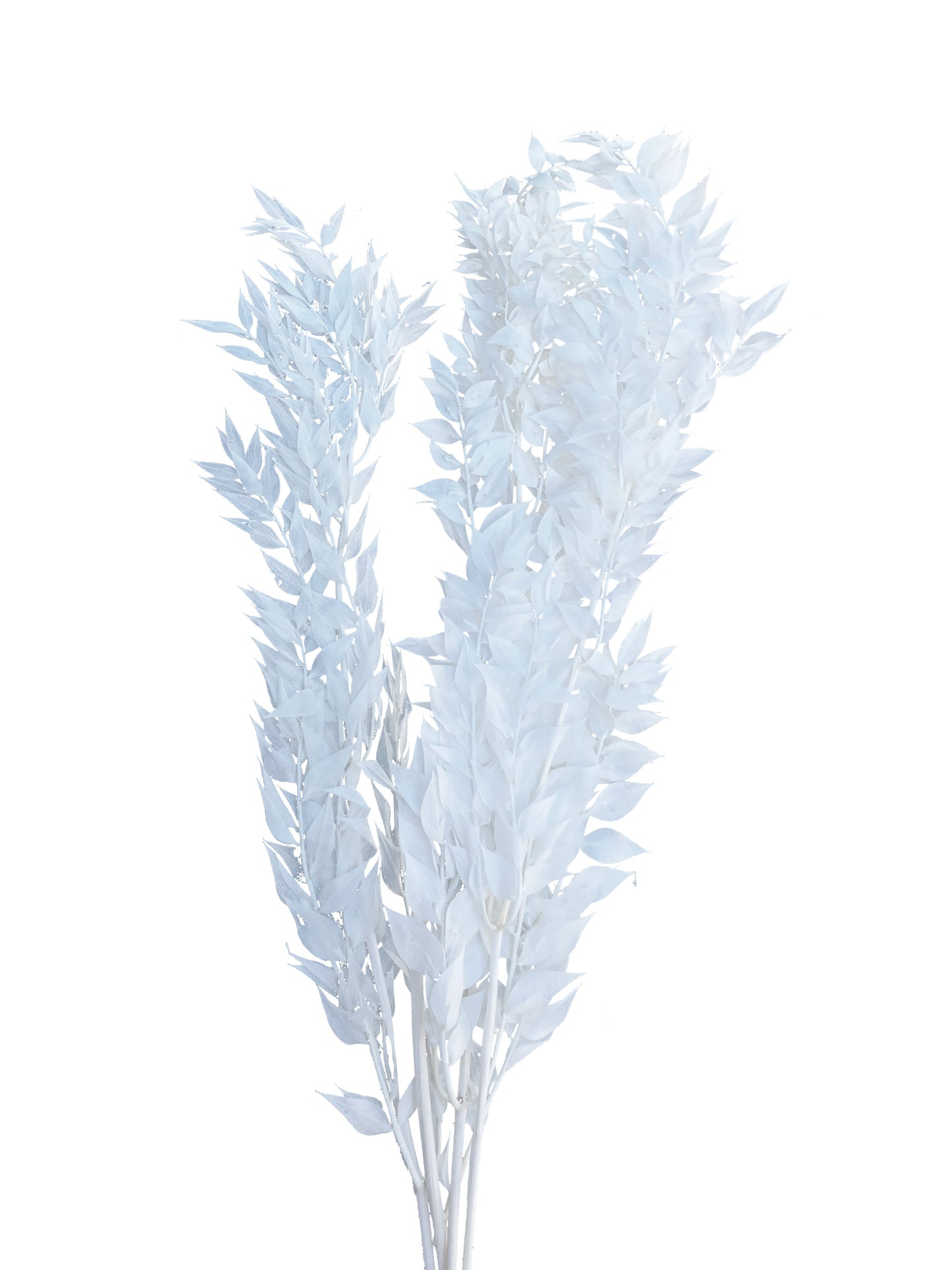 Dried Ruscus White Italian
