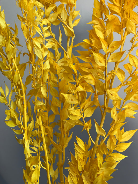 Dried Ruscus Bright Yellow Italian