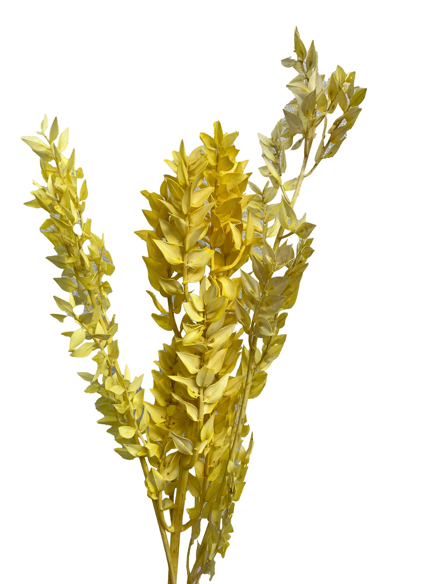 Ruscus-Jaune