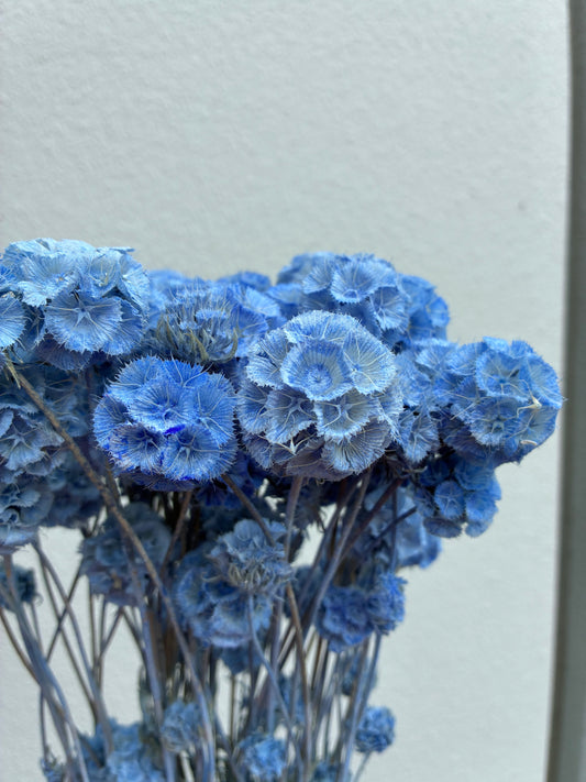 Dried Scabiosa Blue