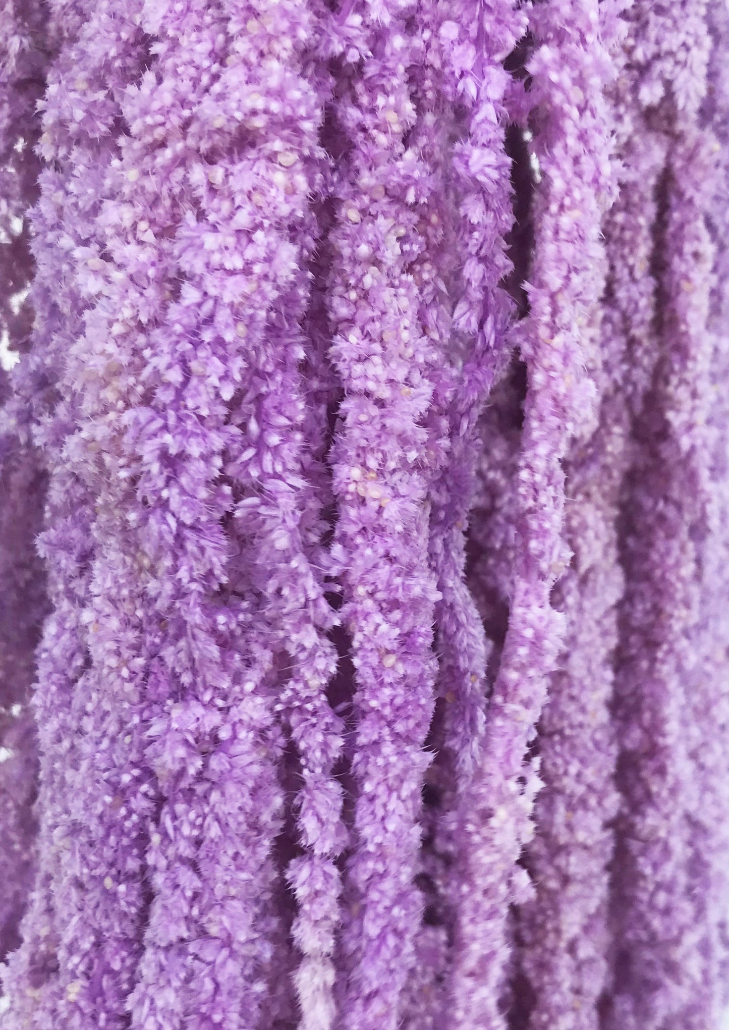 fake amaranthus purple