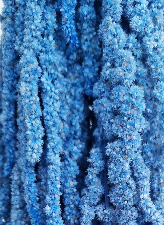 fake blue amaranthus