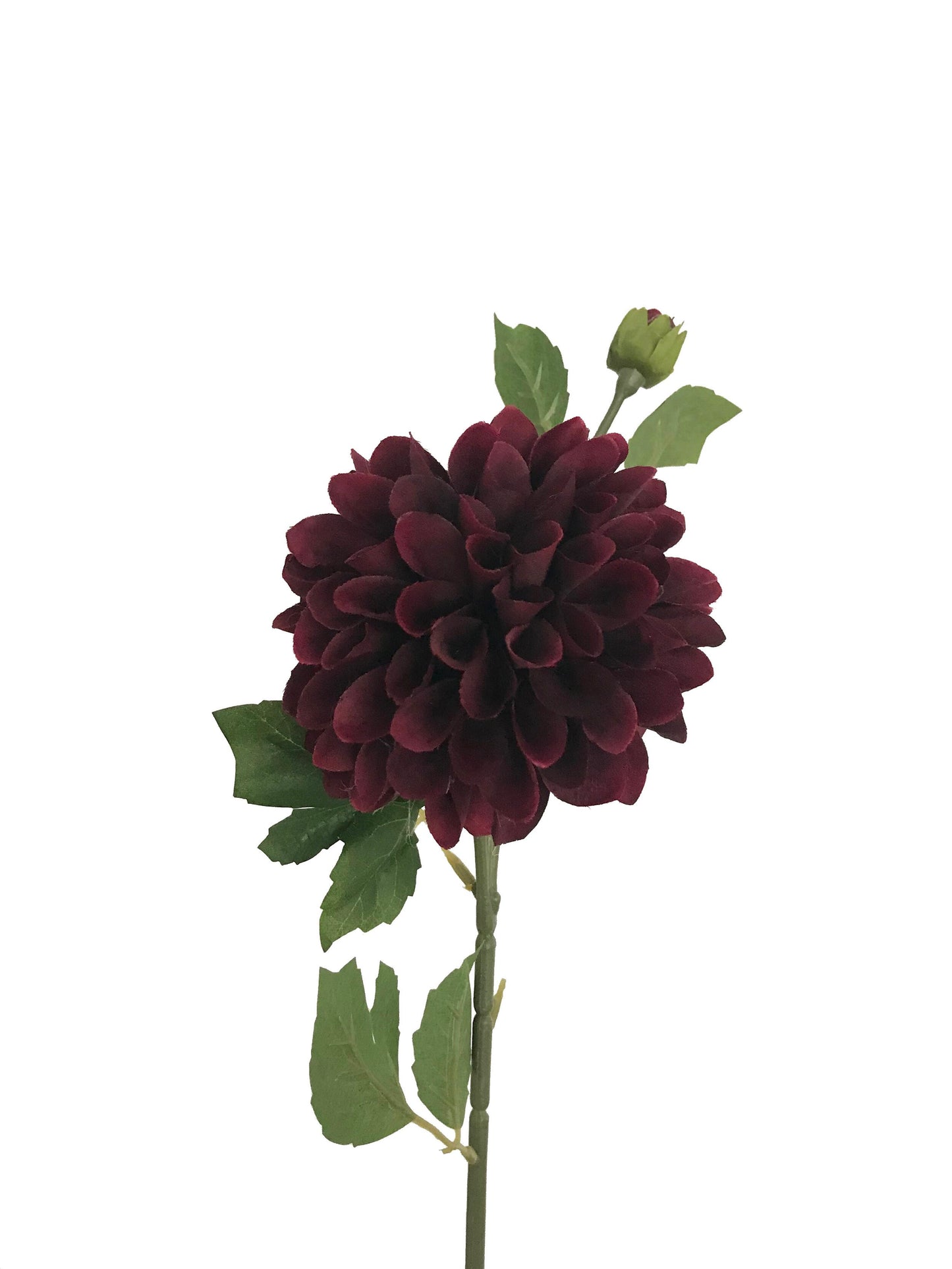 fake chrysanthemum wine