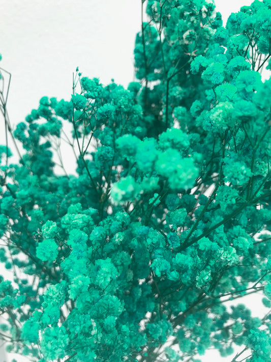 Gypsophile séché Turquoise