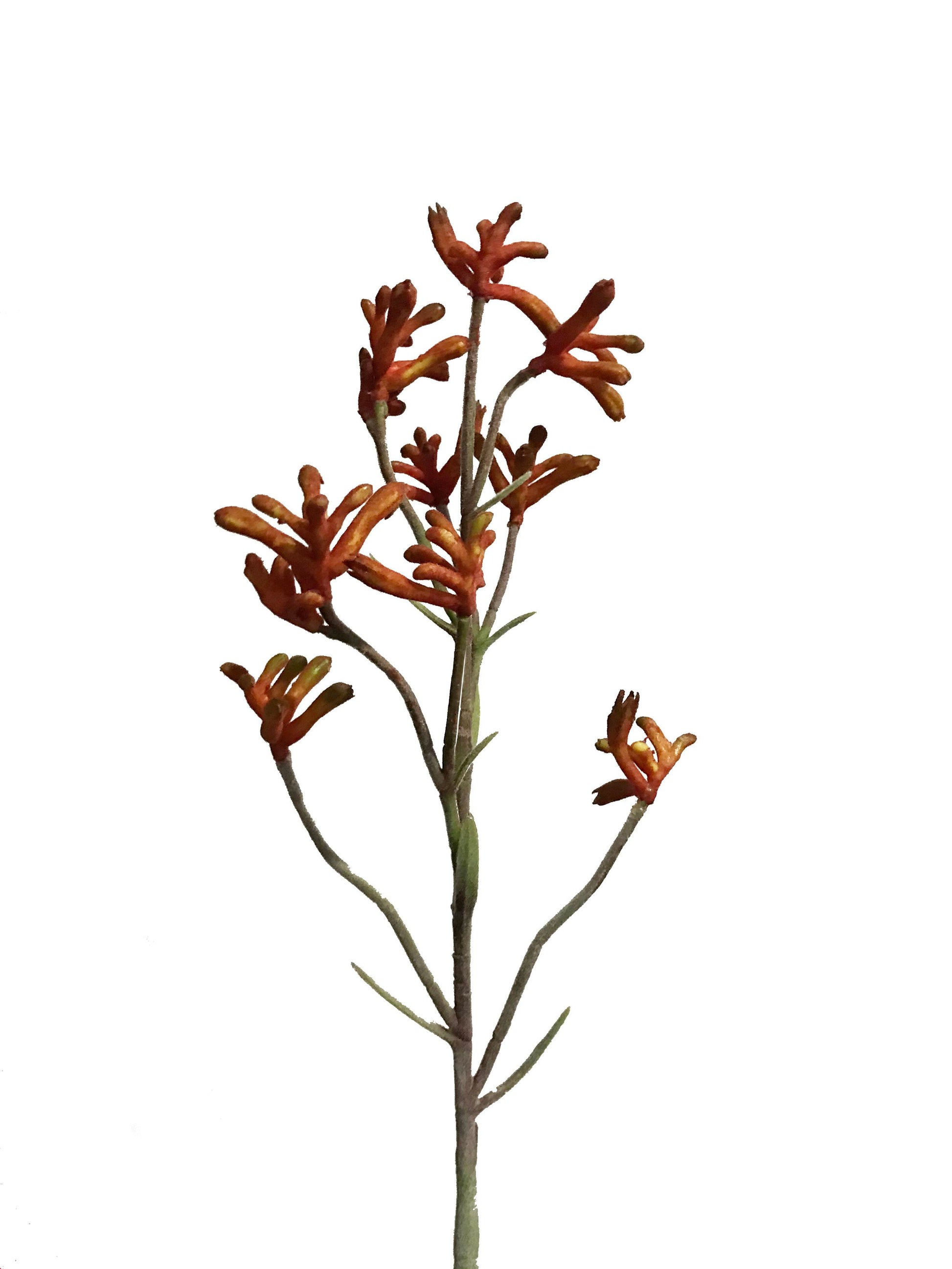 fake kangaroo paw