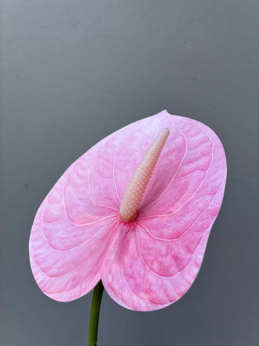 Artificial Anthurium Pink