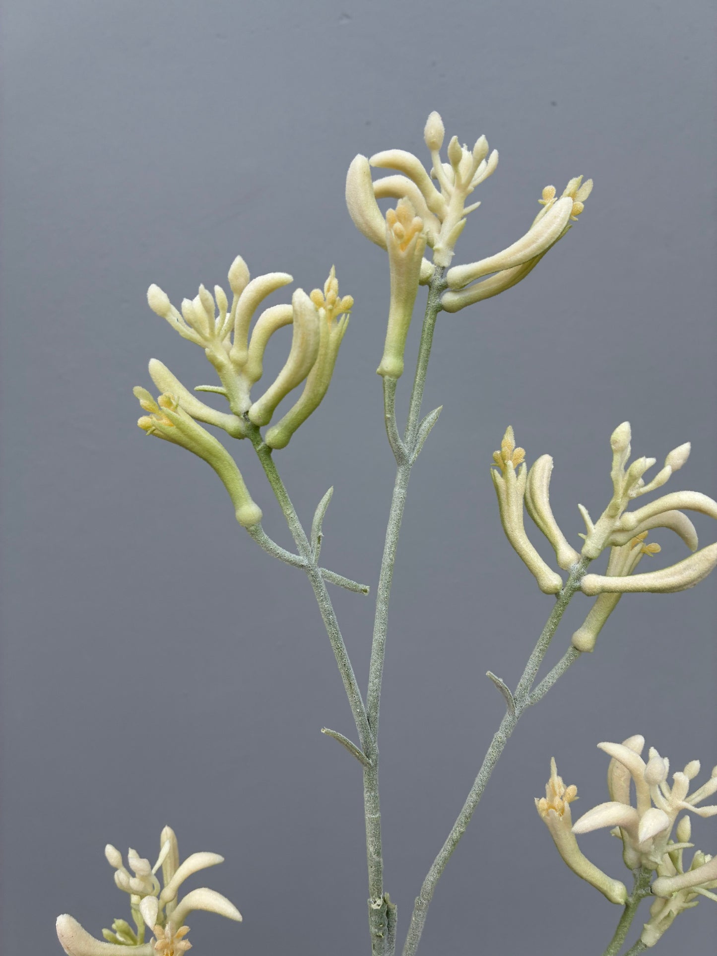 Pata de canguro artificial